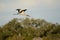 Wood Storks can be seen in large numbers in the Amelia Island, Florida Greenway