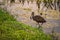 Wood storks of Florida in Sarasota\\\'s Nathan Benderson Park looking for food
