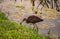 Wood storks of Florida in Sarasota\\\'s Nathan Benderson Park looking for food
