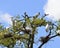 Wood storks and herons nesting in tree