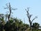 Wood storks nesting in trees