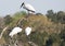 Wood Storks Perched in a Tree on a Summer Mornng