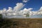 Wood Storks in the Sawgrass Prairie of Everglades National Park.