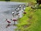 Wood storks and spoonbills, Florida, USA