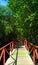 Wood straight bridge covered by the tobacco trees