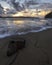 wood stump with oncoming wave at umina beach