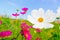 Wood table with Pink cosmea flower under sunlight and blue sky