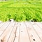 Wood table top on Cultivation hydroponic green vegetable in farm