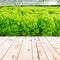 Wood table top on Cultivation hydroponic green vegetable in farm
