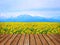 Wood table top over beautiful blooming yellow sunflower field with blue sky and mountain range background