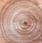 Wood texture, annual tree rings. Beautiful wooden background