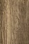 Wood texture and background of a Monterey Cypress