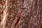 Wood texture bark
