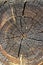 Wood texture of cut tree trunk, close-up. Cross section of tree trunk showing growth rings.