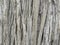 Wood texture eucalyptus