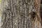 Wood texture large bark with deep cracks