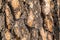 Wood texture. Natural wooden tree trunk. wood grain pine. Much Mixed Wood texture with natural pattern. Wood texture