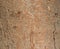 Wood Texture Pattern Tree Trunk