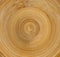 Wood texture surface bamboo rings circles