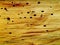 Wood texture with termite holes