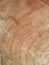 Wood texture for texturing purposes