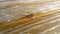 Wood texture. A wooden bench. Cracks on the log. Product from the boards. Fresh wood in light color. Flaw on a wooden surface.