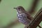 Wood Thrush