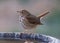 Wood thrush on bird bath