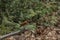 Wood Thrush perched on a fallen limb in a forest.