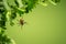 Wood tick hangs on a leaf. Green background. Lurking wood tick.