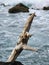 Wood tree snag in Atlantic Ocean