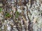 Wood trunk tree branch lichen nature bucolico