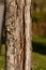 wood trunk of tree close up near meadow