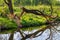 Wood trunks cut by wild Eurasian beaver in Czarna River nature reserve and protected area near Piaseczno