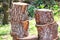 Wood trunks on pile ready to be chopped. A tree logs trunks on grass ready for cutting and winter.