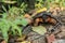 Wood Turtle