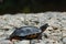 Wood turtle on river stones