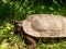 Wood Turtle side