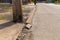 Wood utility pole surrounded by crumbling sidewalk and asphalt street in an industrial area, low view