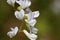 Wood vetch flowers, Vicia sylvatica