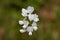 Wood vetch flowers, Vicia sylvatica