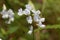 Wood vetch flowers, Vicia sylvatica