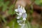 Wood vetch flowers, Vicia sylvatica