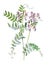 Wood vetch or Vicia sylvatica flower. family Fabaceae  Antique hand drawn field flowers illustration. Vintage and antique flowers.