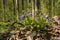 Wood violet bush, plant flower macro in a meadow of forest thickets, fresh seasonal vegetation happy in sunshine
