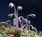 Wood violet flower with space for text in nice background, lithuanian flora, spring in Lithuania