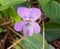 Wood Violet Or nSororia In Bloom