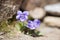 Wood violet plant