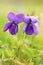 Wood violet Viola odorata blooming