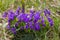 Wood violet Viola odorata in suny day